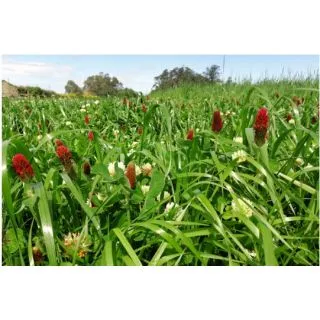 Compra TURBO GRASS Con Trébol Inoculado y pildorado. (25 Kgr.). en la tienda online Fito Agrícola