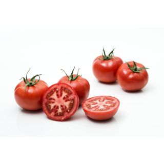 Compra TOMATE AMAYA F1 (1.000 Semillas) en la tienda online Fito Agrícola