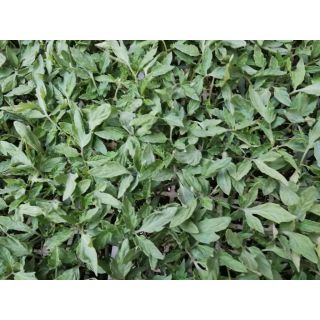 Compra TOMATE GRANOVAL EPS150 en la tienda online Fito Agrícola