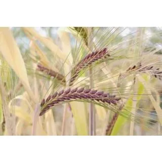 Compra CEBADA KAMALAMAI R2 Saludable (25 Kgr.). en la tienda online Fito Agrícola