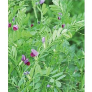 Compra VEZA SATIVA MAXIVESA R1 (25 Kgr.). en la tienda online Fito Agrícola