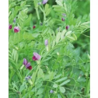 Compra VEZA SATIVA MAXIVESA R1 (25 Kgr.) en la tienda online Fito Agrícola