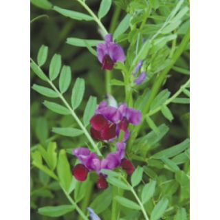 Compra VEZA SATIVA GRAVESA 81 R2 (25 Kgr.). en la tienda online Fito Agrícola