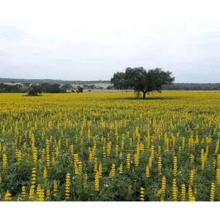 Compra ALTRAMUZ TREMOSILLA COMUN R1 (25 Kgr.). en la tienda online Fito Agrícola