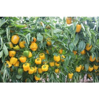 Compra PIMIENTO GERÓNIMO F1 (1000 Semillas). en la tienda online Fito Agrícola