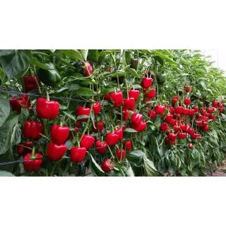 Compra ARDEI MACHADO F1 (1000 semințe). en la tienda online Fito Agrícola
