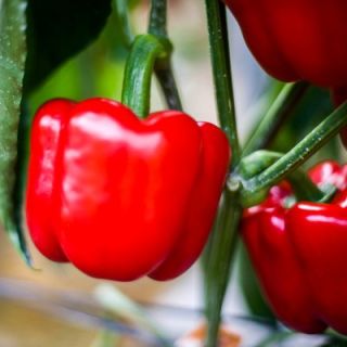 Compra PIMIENTO PATROL F1 (1000 Semillas). en la tienda online Fito Agrícola