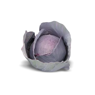 Compra COL LOMBARDA RONDALE F1 Calibrada (2.500 Semillas) en la tienda online Fito Agrícola