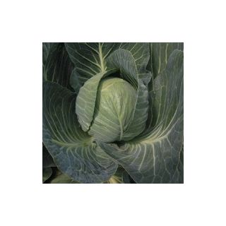 Compra COL MOZART F1 Calibrada (10.000 Semillas) en la tienda online Fito Agrícola