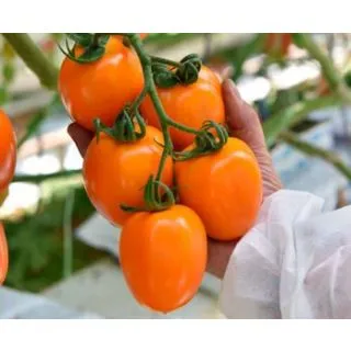 Compra TOMATE ORINADE F1 (1000 Semillas). en la tienda online Fito Agrícola