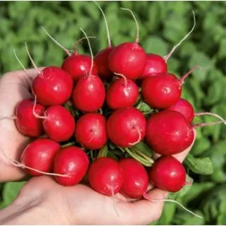 Compra RABANITO CIRCUS Cal. 2,5-2,75 (50.000 Semillas) en la tienda online Fito Agrícola