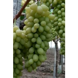 Compra UVA DE MESA REGAL SEEDLESS - Planta Individual en Bolsa en la tienda online Fito Agrícola