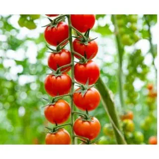 Compra TOMATE AKNETON F1 (1000 Semillas). en la tienda online Fito Agrícola