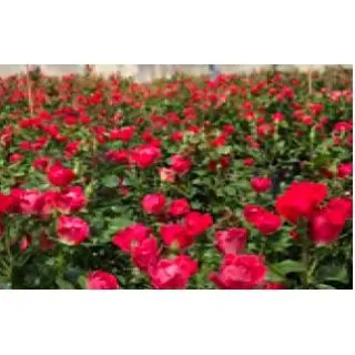 Compra ROSAL ZEPETI ® Meibenbino en la tienda online Fito Agrícola