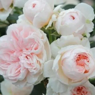 Compra ROSAL SABRINA ® - Meiptprius (Trepador) en la tienda online Fito Agrícola