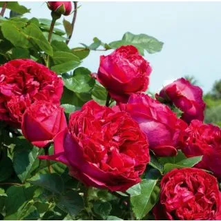 Compra ROSAL ROUGE PIERRE DE RONSARD ® - Meidrason (Trepador) en la tienda online Fito Agrícola