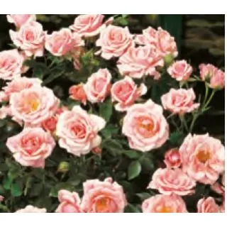 Compra ROSAL PINK SYMPHONIE ® - Meitonge ( Pie Mini 50 cm.) en la tienda online Fito Agrícola