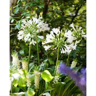 Compra AGAPANTHUS AFRICANUS ALBUS (25 Unid.). en la tienda online Fito Agrícola