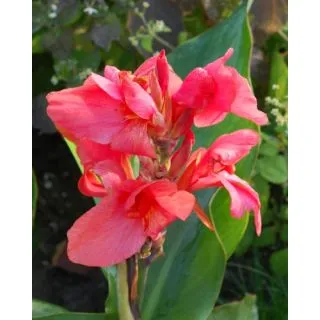 Compra CANNA CITY OF PORTLAND (25 Unid.). en la tienda online Fito Agrícola