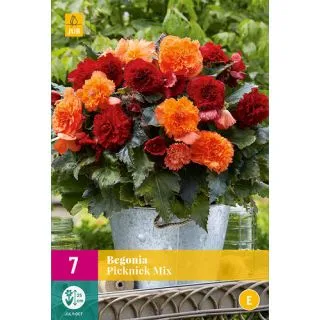 Compra BEGONIA PICKNICK MIX XXL en la tienda online Fito Agrícola