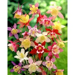 Compra AQUILEGIA MIX (25 Unid.). en la tienda online Fito Agrícola
