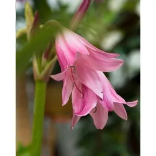 Compra CRINUM POWELLII ALBUM (10 Unid.). en la tienda online Fito Agrícola