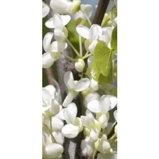 Compra ARBORELE IUBIRII (100 gr.) en la tienda online Fito Agrícola
