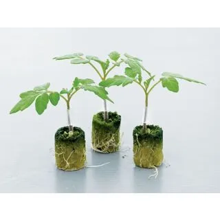 Compra TOMATE FORTAMINO F1 (5.000 Semillas) en la tienda online Fito Agrícola