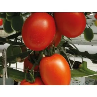 Compra TOMATE PAIPAI F1 (1.000 Semillas) en la tienda online Fito Agrícola