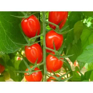 Compra TOMATE SANTYPLUM F1 (1.000 Semillas) en la tienda online Fito Agrícola