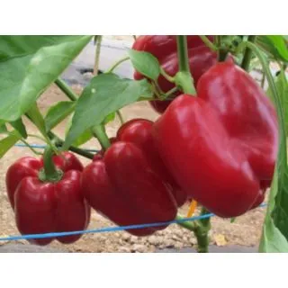 Compra ARDEI BANCKERS F1 (1000 semințe). en la tienda online Fito Agrícola