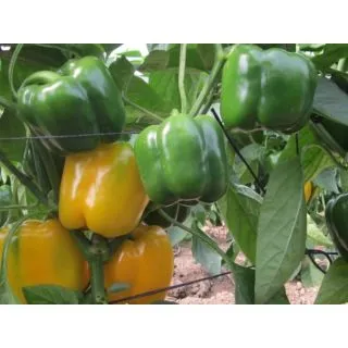 Compra PIMIENTO BROCANTO F1 (1000 Semillas). en la tienda online Fito Agrícola