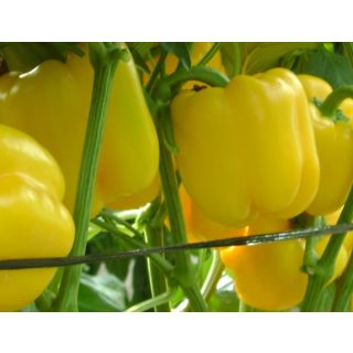Compra PIMIENTO CELAYA F1 (1000 Semillas). en la tienda online Fito Agrícola
