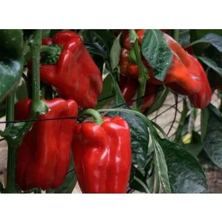 Compra PIMIENTO TINSENA F1 (1000 Semillas). en la tienda online Fito Agrícola
