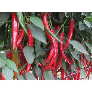 Compra ARDEI HYFFAE F1 (1000 semințe). en la tienda online Fito Agrícola