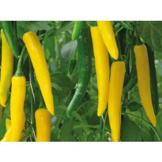 Compra ARDEI SURTSEY F1 (1000 semințe). en la tienda online Fito Agrícola