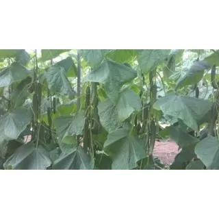 Compra PEPINO LEVANTINO F1 ECOLÓGICO (1000 Semillas). en la tienda online Fito Agrícola