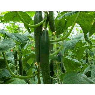 Compra PEPINO MONTANO F1 (1000 Semillas). en la tienda online Fito Agrícola