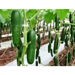 Compra PEPINO PARAISO F1 (1000 Semillas). en la tienda online Fito Agrícola