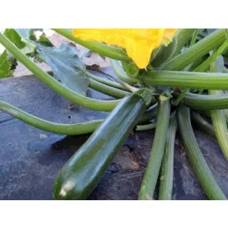Compra CALABACÍN COLETTE F1 (1.000 Semillas) en la tienda online Fito Agrícola