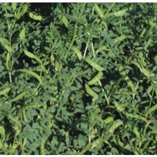 Compra VEZA SATIVA ARMANTES R-2 (25 Kgr.). en la tienda online Fito Agrícola