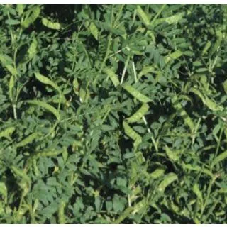 Compra VEZA SATIVA ARMANTES R-2 (25 Kgr.) en la tienda online Fito Agrícola