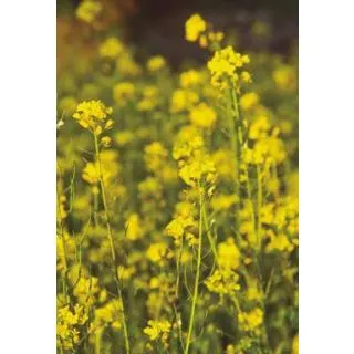 Compra MOSTAZA ZLATA (25 Kgr.). en la tienda online Fito Agrícola