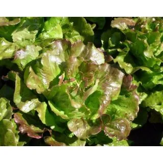 Compra LECHUGA BOCADO Píldora Sphera (5.000 Semillas) en la tienda online Fito Agrícola