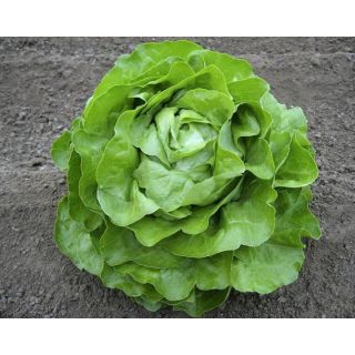 Compra LECHUGA GRAFFITI Píldora Sphera (5.000 Semillas) en la tienda online Fito Agrícola