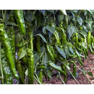 Compra ARDEI GONZALO F1 (1.000 de semințe). en la tienda online Fito Agrícola