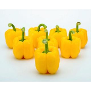 Compra PIMIENTO EGLANTINE F1 (1000 Semillas) en la tienda online Fito Agrícola