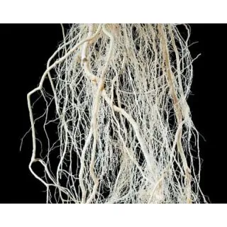 Compra TOMATE FORZAPRO F1 Vilsem (5.000 Semillas) en la tienda online Fito Agrícola