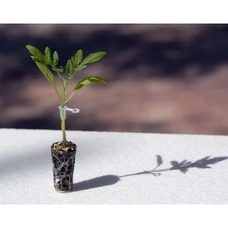 Compra TOMATE SUPERPRO F1 Vilsem (5.000 Semillas) en la tienda online Fito Agrícola