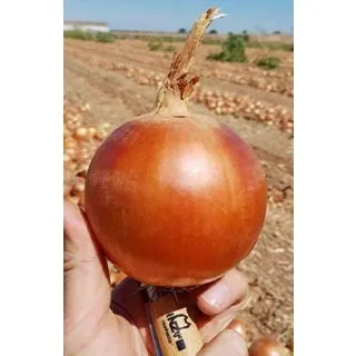 Compra CEBOLLA JOAQUIN F1 (100.000 Semillas) en la tienda online Fito Agrícola